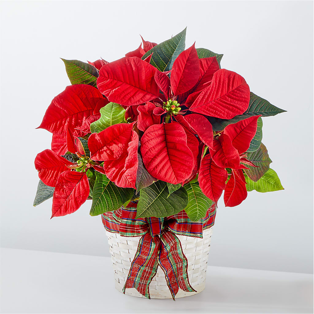 Happiest Holidays Poinsettia – Delhi Flowers, Delhi ON