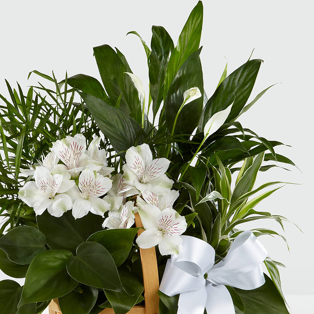 Peace & Serenity Dishgarden – Delhi Flowers, Delhi ON