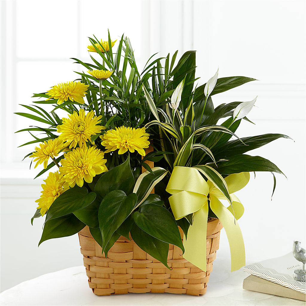 Loving Light Dishgarden – Delhi Flowers, Delhi ON