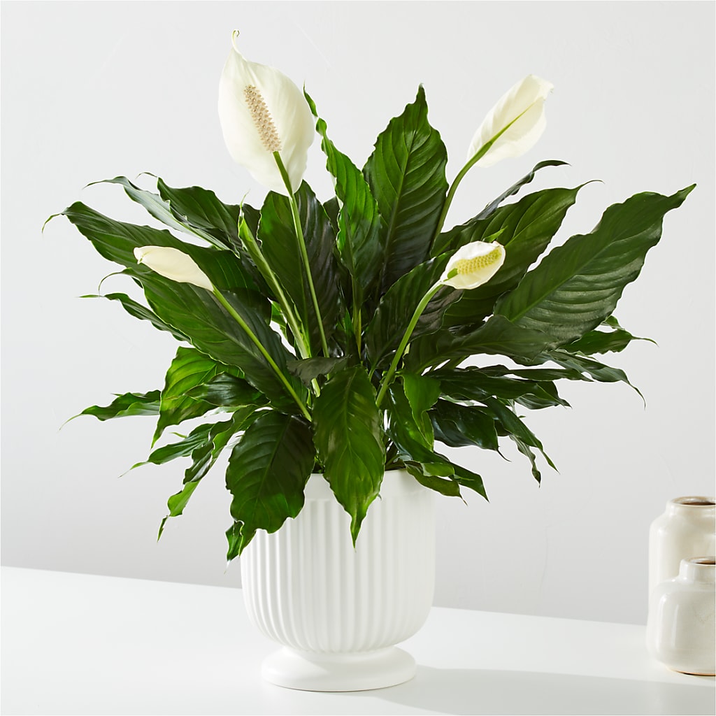 Comfort Planter – Delhi Flowers, Delhi ON