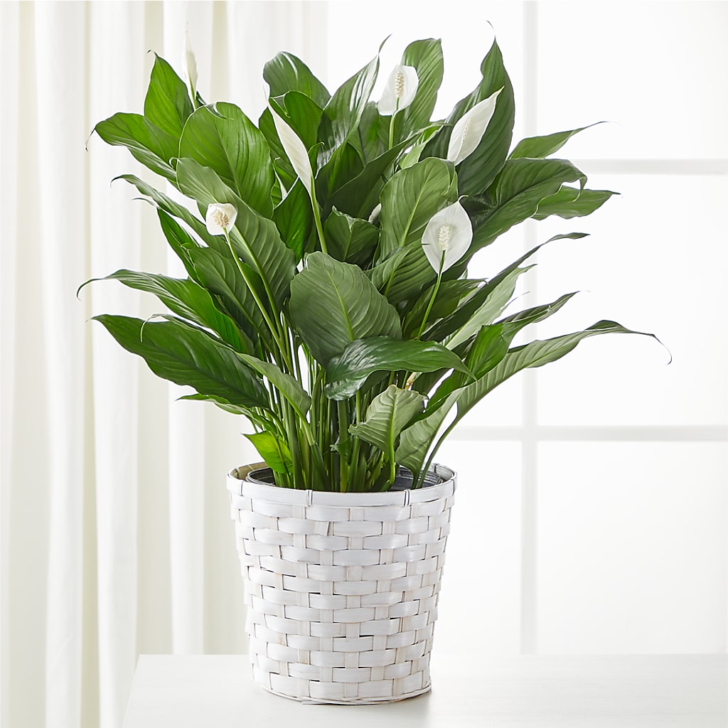 A New Leaf Peace Lily – Delhi Flowers, Delhi ON