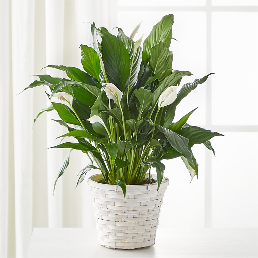 A New Leaf Peace Lily – Delhi Flowers, Delhi ON