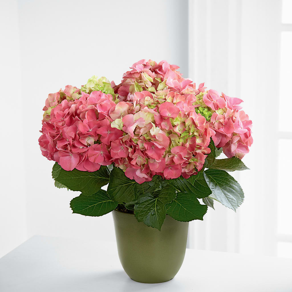 Jardinera de hortensias rosas