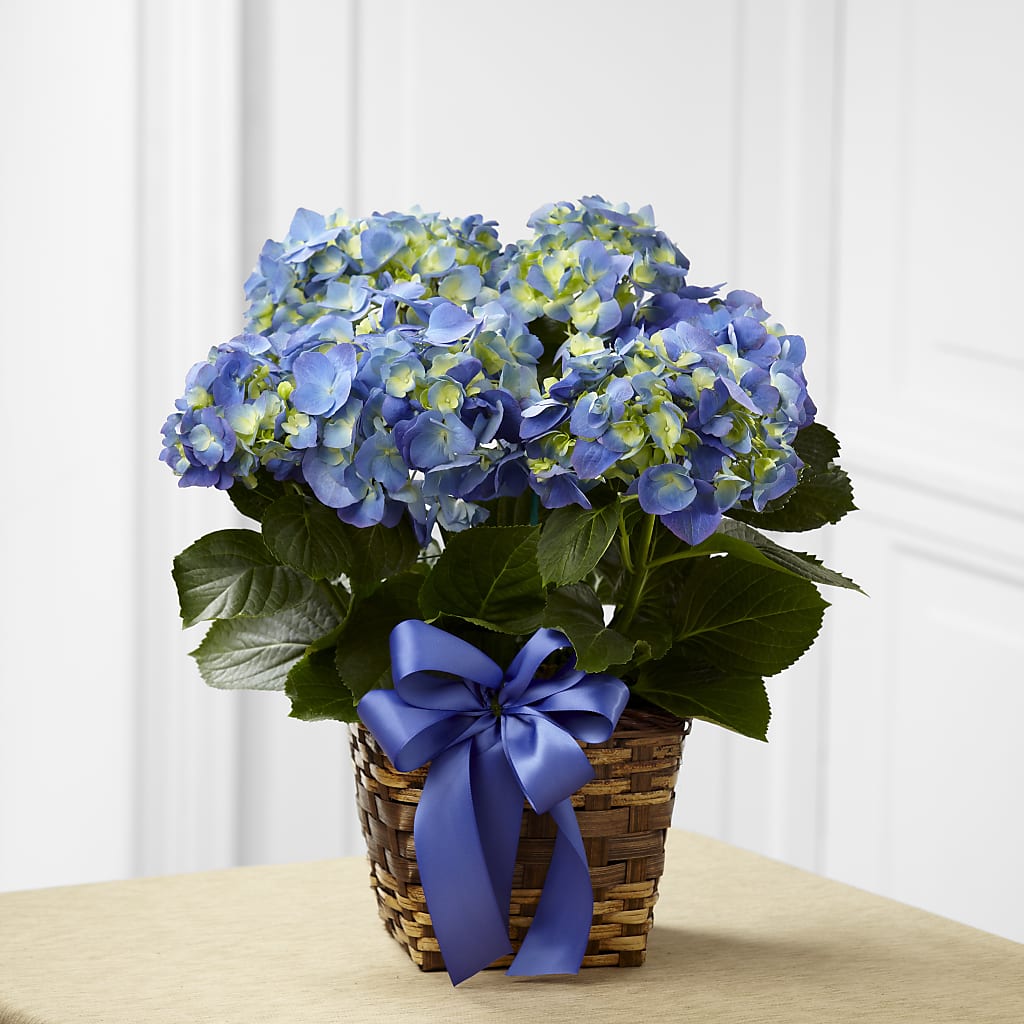 Jardinière d'hortensias bleus