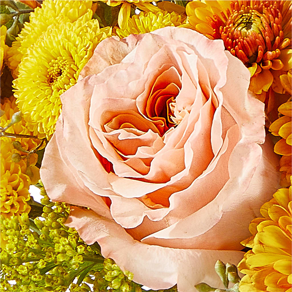 Peachy Pumpkin –  Delhi Flowers, Delhi ON