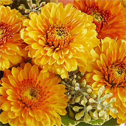 Peachy Pumpkin –  Delhi Flowers, Delhi ON