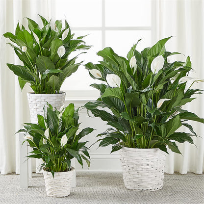 A New Leaf Peace Lily –  Delhi Flowers, Delhi ON