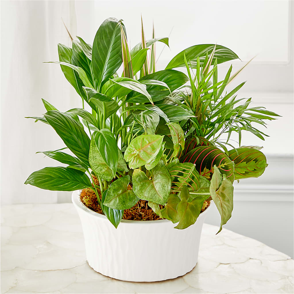 Balance & Harmony Dishgarden –  Delhi Flowers, Delhi ON