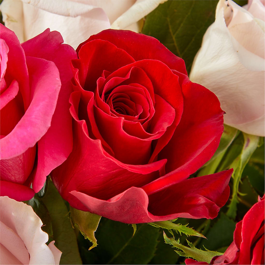 Charming Rose Bouquet –  Delhi Flowers, Delhi ON