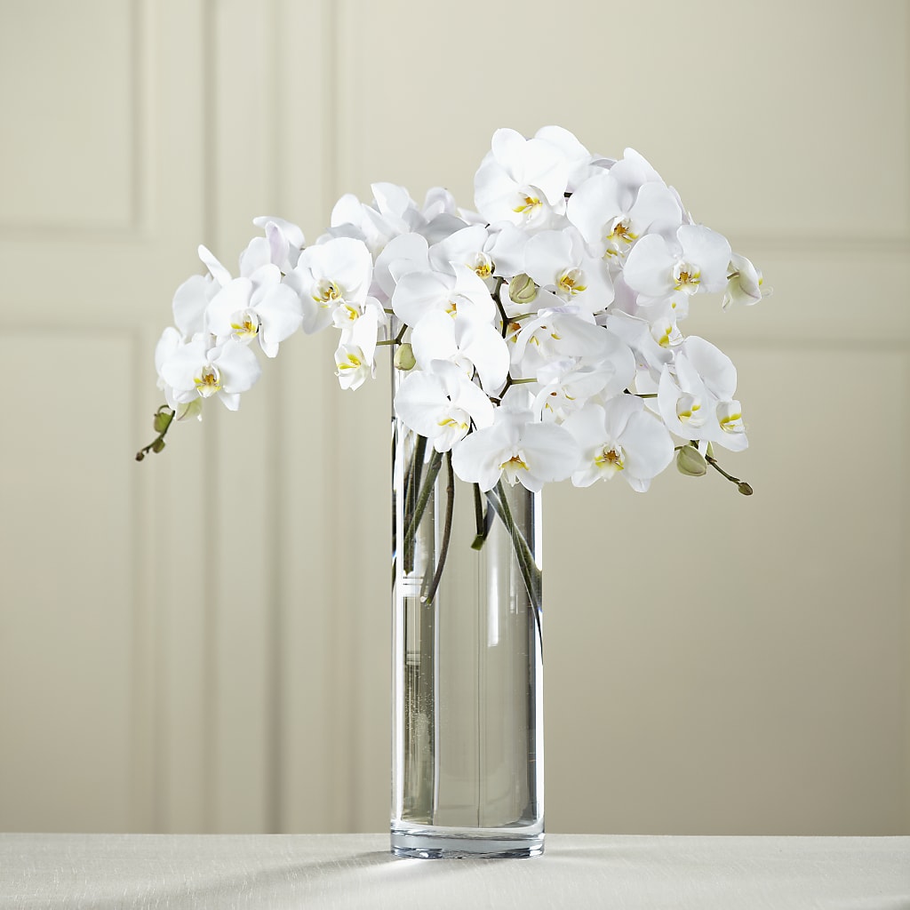 Ramo de phalaenopsis blanca